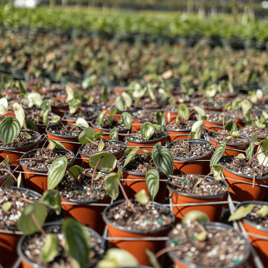 Which Plant Brings Good Luck | Plant Proper