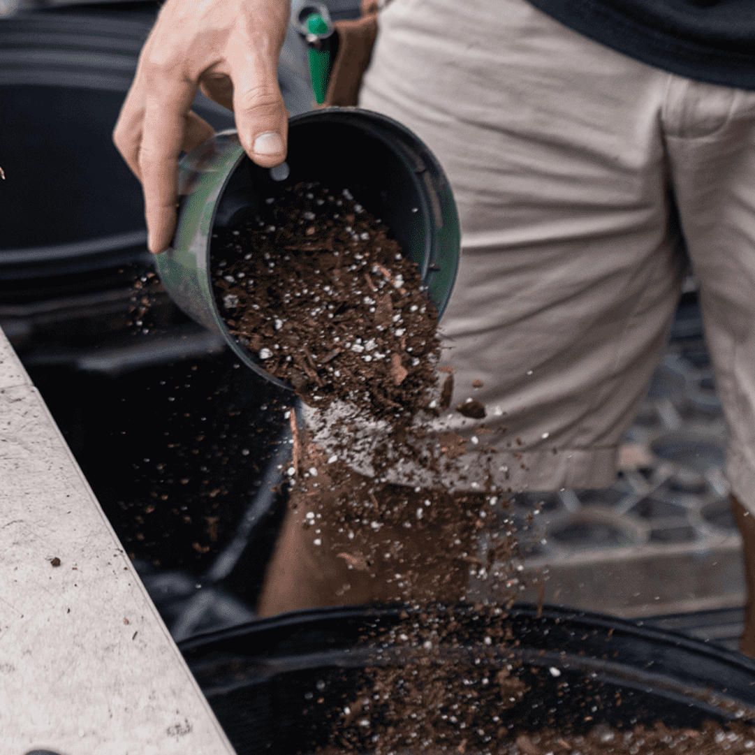 Which Plants Like Coffee Grounds | House Plants | Plant Proper