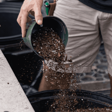 Which Plants Like Coffee Grounds | House Plants | Plant Proper