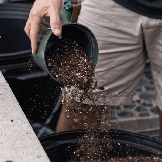 Which Plants Like Coffee Grounds | House Plants | Plant Proper