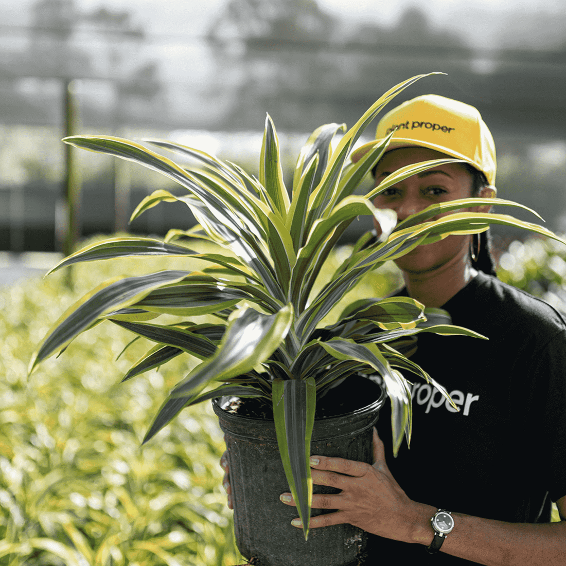 Why Is My Dracaena Leaves Turning Yellow and Brown | Plant Proper