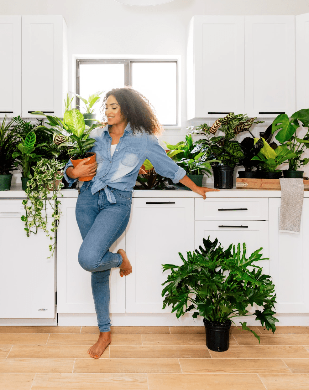 Why Is My Ficus Dropping Leaves | Plant Proper