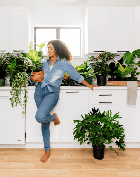 Why Is My Ficus Dropping Leaves | Plant Proper