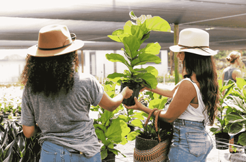 Why Is My Rubber Plant Dropping Leaves | Plant Proper