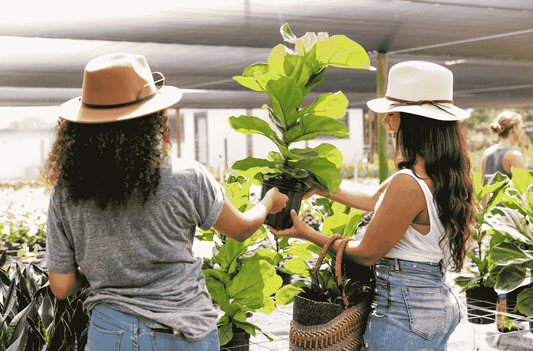 Why Is My Rubber Plant Dropping Leaves | Plant Proper