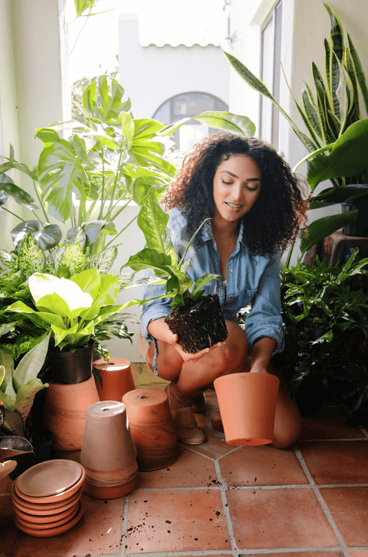 Will Plants Recover from Heat Stress? | Plant Proper