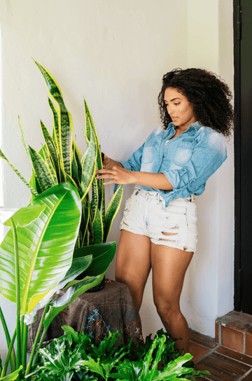 Do House Plants Attract Bugs? | Plant Proper