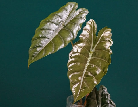 Alocasia Chantrieri Care | Plant Guide | Plant Proper