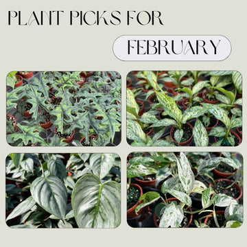 What To Plant in February | Plant Proper