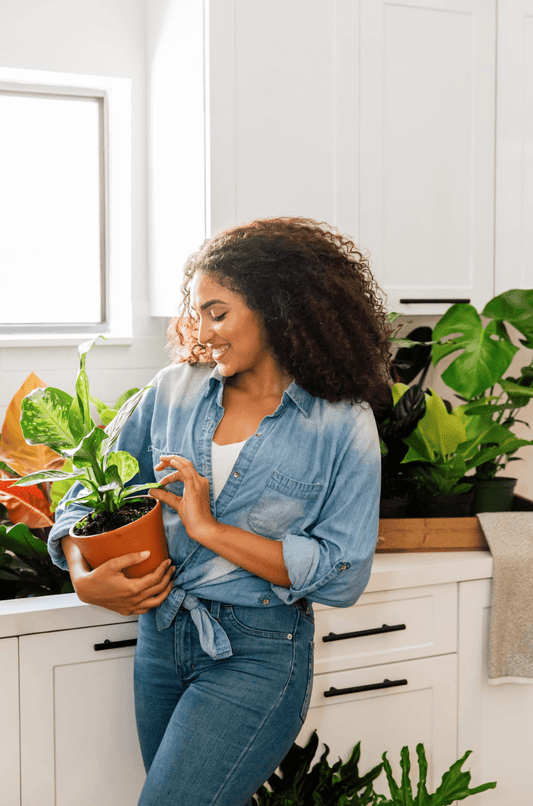 How Often To Water Monstera Thai Constellation | Plant Proper