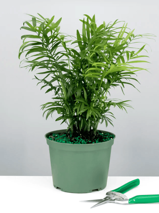How To Care For Parlor Palm | Plant Proper