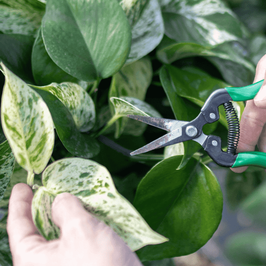 How to Prune Indoor Plants | Plant Proper