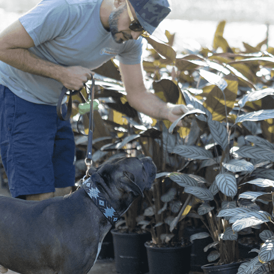Low Light Pet Friendly Plants | Plant Proper