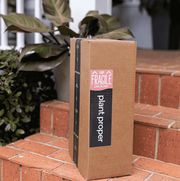 Plant Delivery | House Plants | Plant Proper