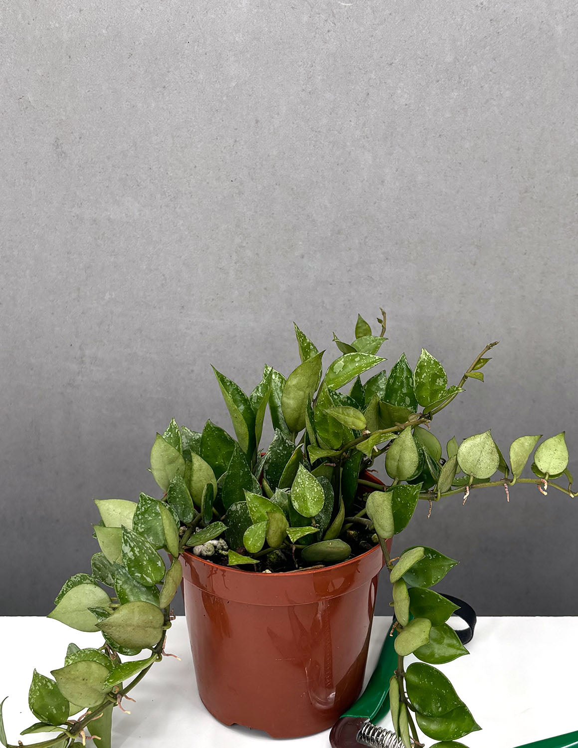Trailing Plants | Affordable House Plants | Plant Proper
