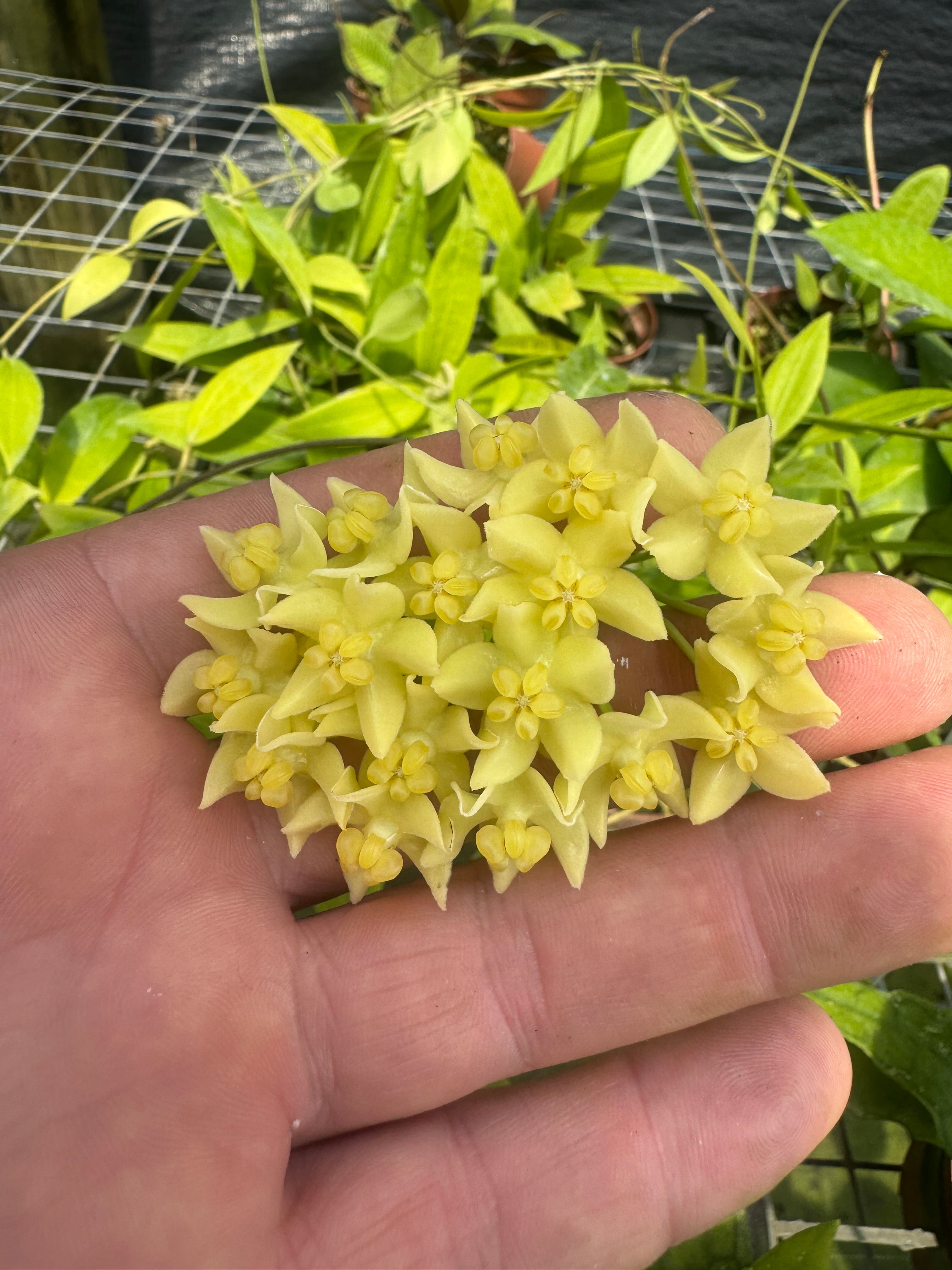 Hoya Hypolasia | Houseplants | Always Affordable at Plant Proper