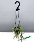 Hoya Sigillatis - Plant Proper - 4" Hanging Pot