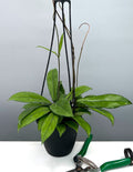Hoya Crassipetiolata - Plant Proper - 4" Hanging Pot