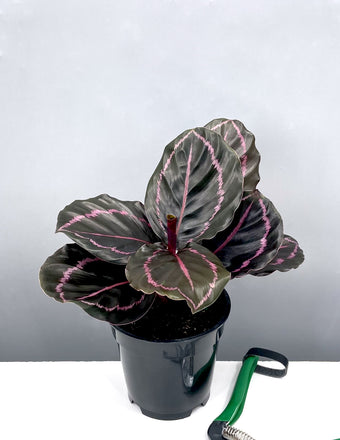 Calathea Dottie - Plant Proper - 4"