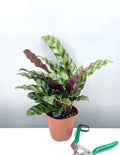 4" Calathea Lancifolia  - Rattlesnake Prayer Plant - Plant Proper