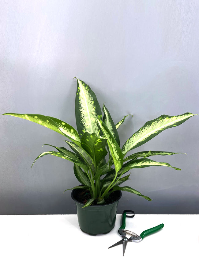 Dieffenbachia Panther - Plant Proper - 6" Pot