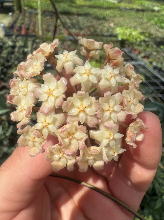 Hoya Jennifer x Erythrina