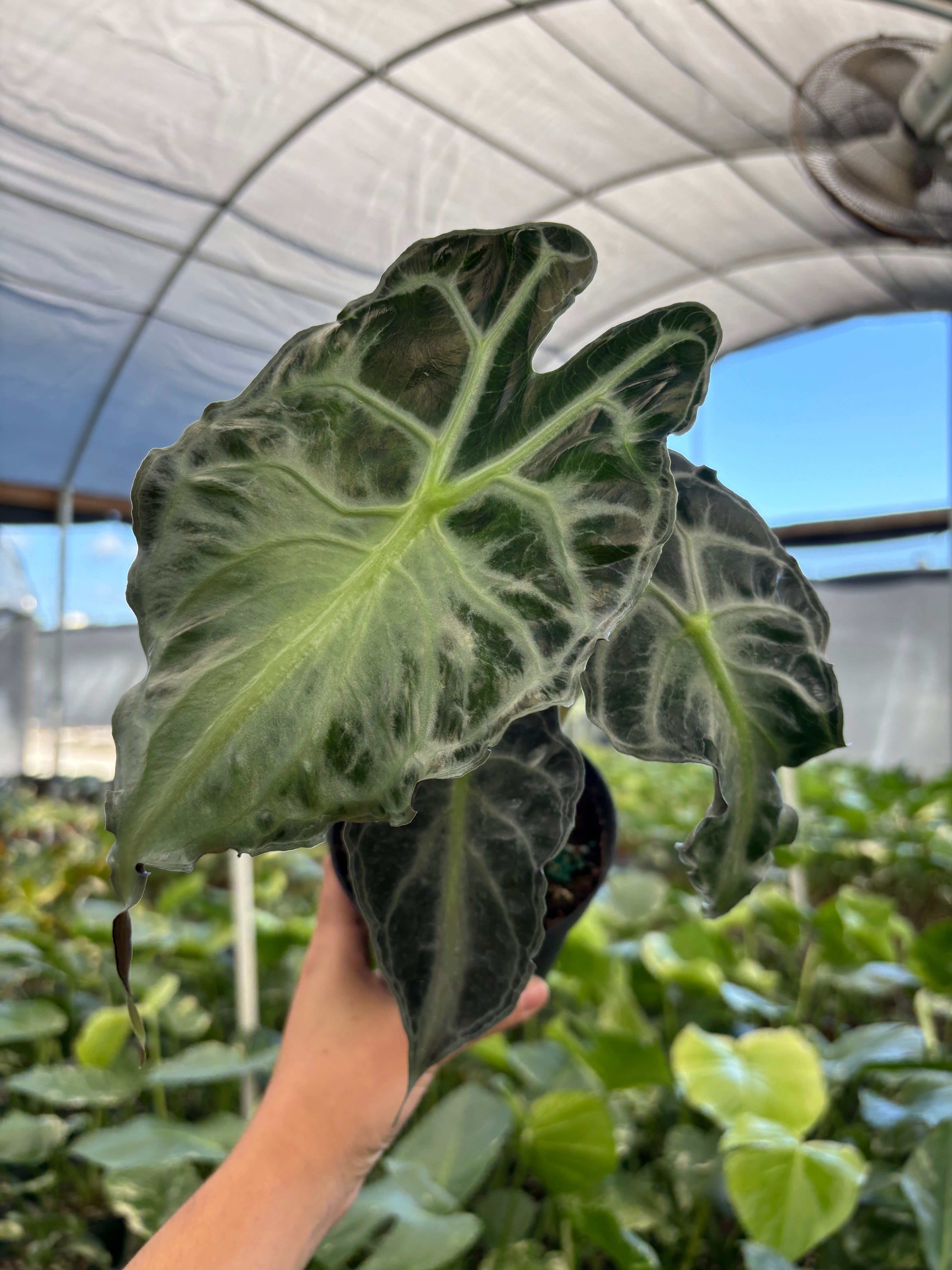 Alocasia Venom | Houseplants | Always Affordable at Plant Proper