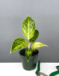 Aglaonema Green Papaya - Plant Proper - 4" Pot