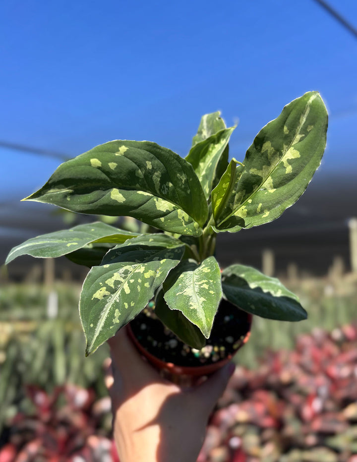 aglaonema two tone Aglaonema Pictum Bicolor | Houseplant