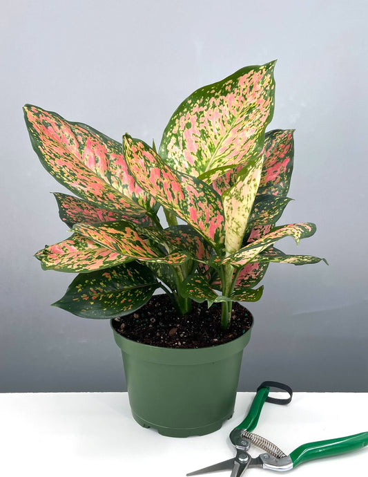 6" Aglaonema Wishes - Chinese Evergreen - Plant Proper