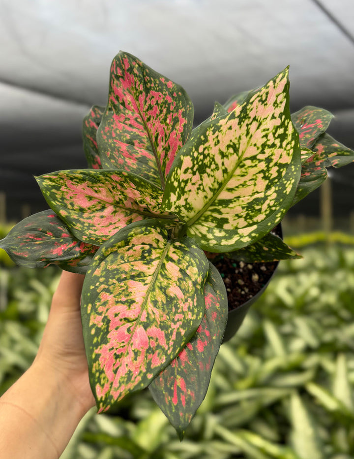 aglaonema chinesa Aglaonema Wishes | Chinese Evergreen