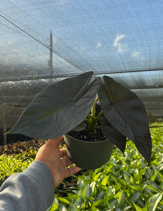 Alocasia Dragon Wing