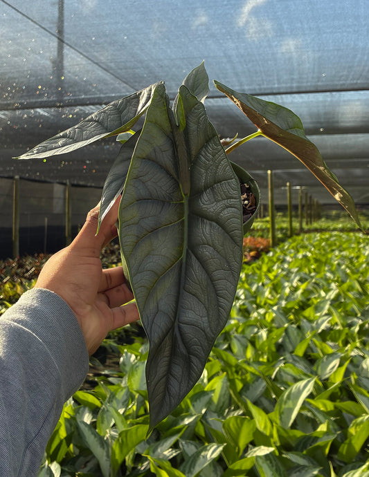 Alocasia Silver Wing