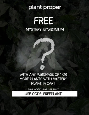 Mystery Syngonium