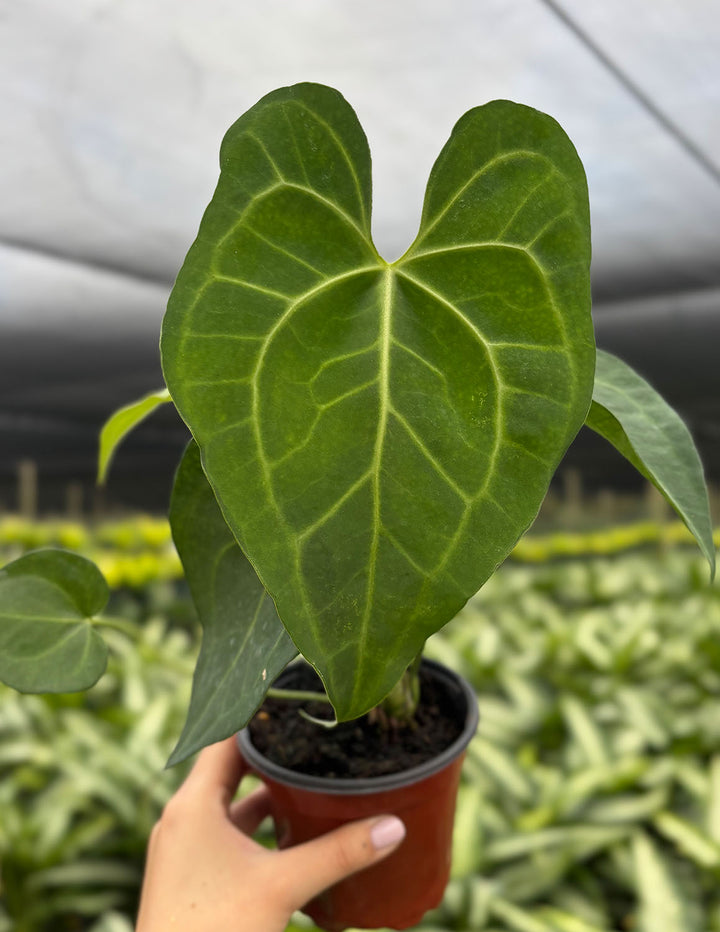 anthurium crystallinum x clarinervium Anthurium Clarinervium