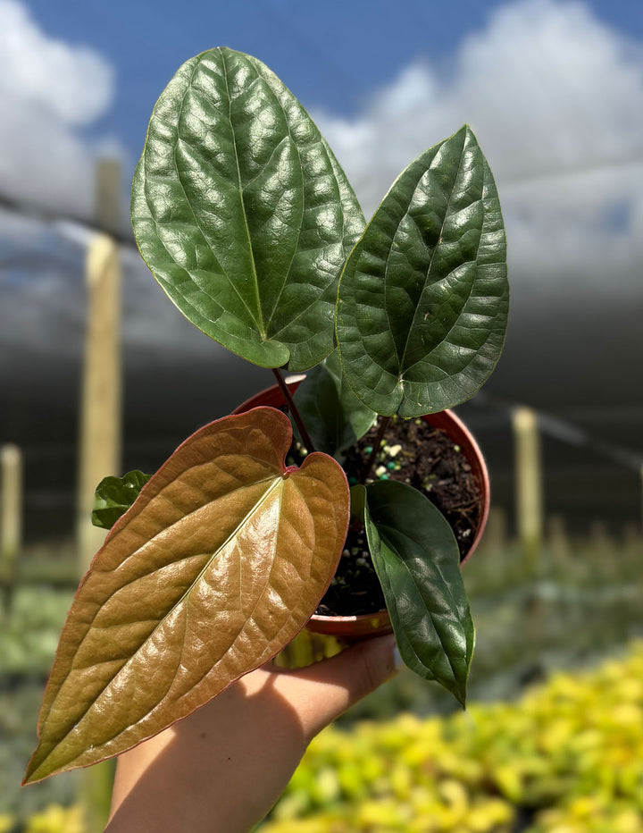 anthurium clarinervium standort Anthurium ‘Clarinervium' 4” main image 1