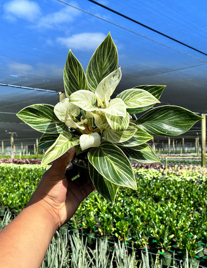 Philodendron Birkin | Houseplants