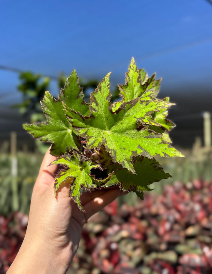 Begonia Geometry - Plant Proper