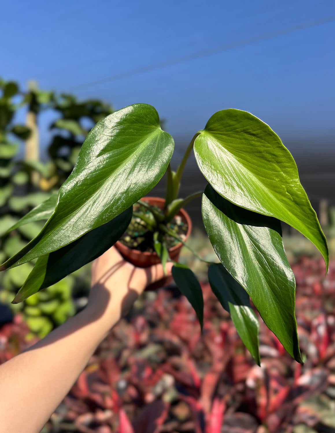 Monstera Burle Marx Flame | Always Affordable at Plant Proper