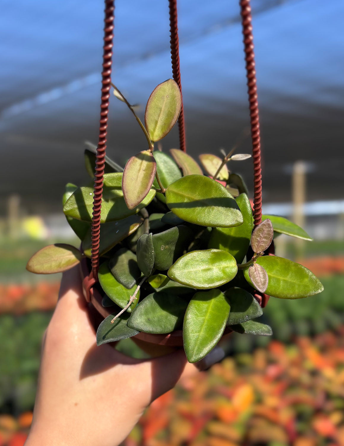 Plant Proper Hoya Burtoniae - Thumbnail 3