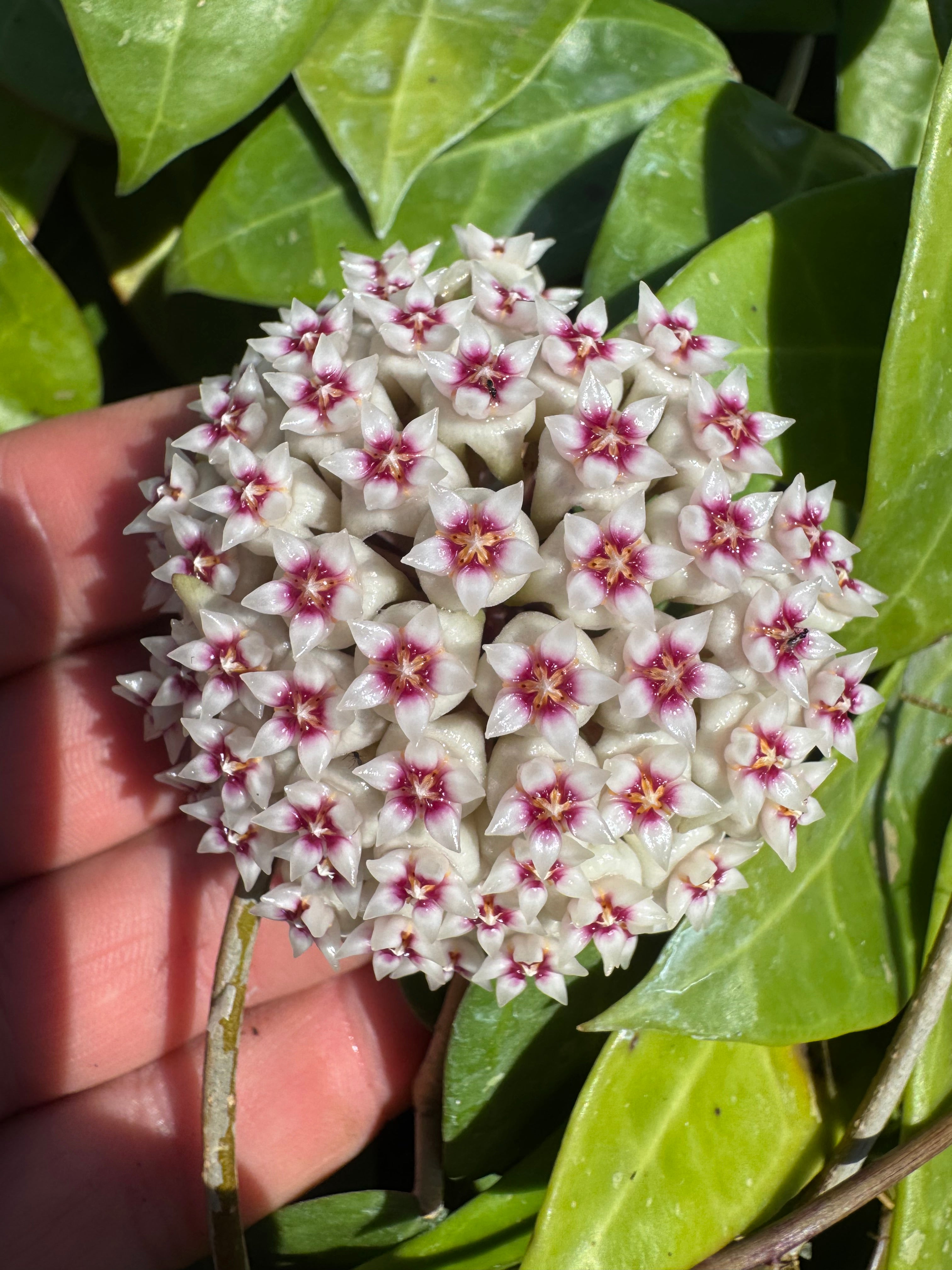 Hoya AH-026 | Houseplant | Always Affordable at Plant Proper