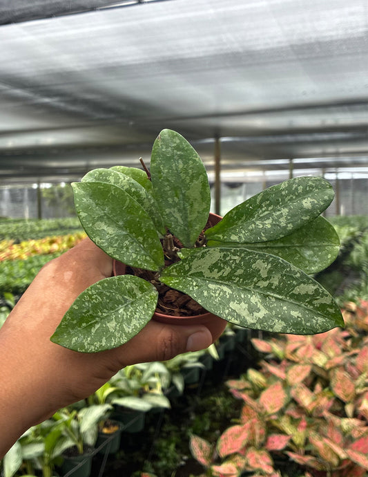 Hoya Crassipetiolata x Michele