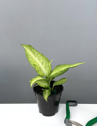 Dieffenbachia Camouflage - House Plant - Plant Proper - 4"