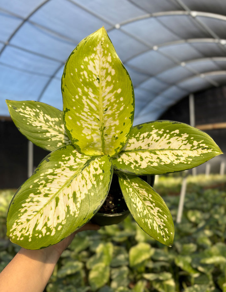 dieffenbachia delilah Dieffenbachia Delilah