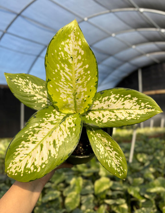 Dieffenbachia Delilah