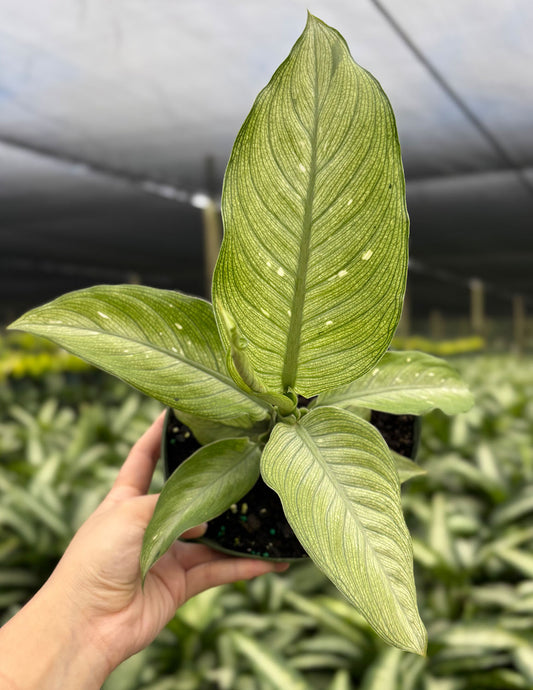 Dieffenbachia Snow