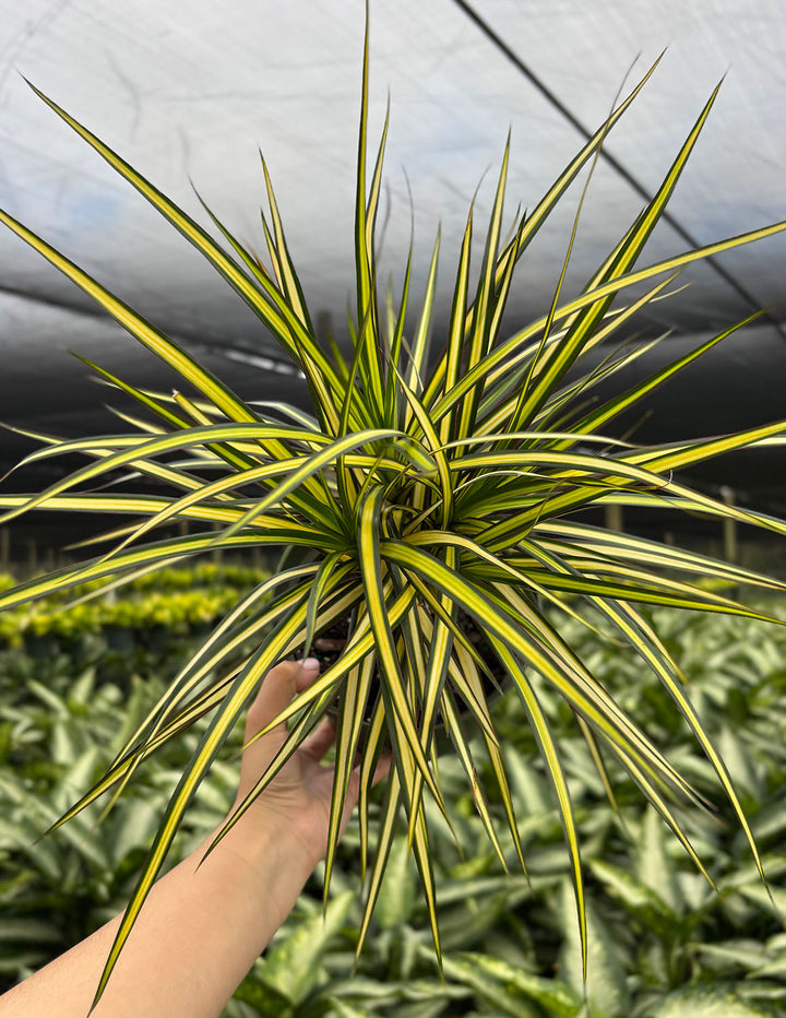 dracaena sol o sombra Dracaena Ray of Sunshine | Houseplant