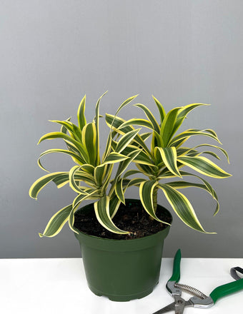 6" Pot - Song of India - Dracaena Reflexa - House Plant - Plant Proper