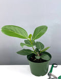 Ficus Audrey - Plant Proper - 6" Pot