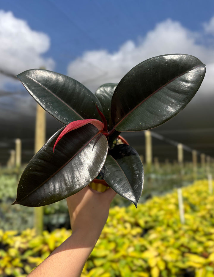 rubber tree black Rubber Tree | Ficus Elastica Burgundy | Houseplant